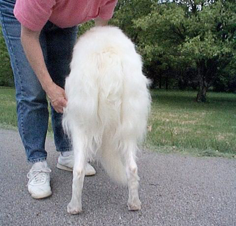 Stacking a Borzoi Rear