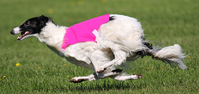 Collected stage of the double suspension gallop