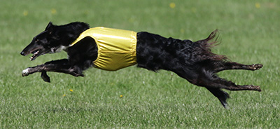 Fully extended stage of the double suspension gallop