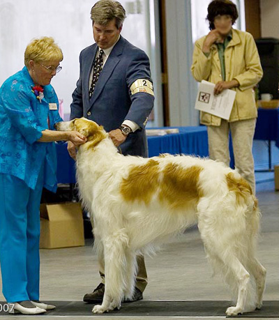 Examining a Borzoi in Conformation