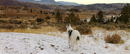 [ Random Borzoi Image ]