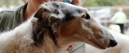 [ Random Borzoi Image ]